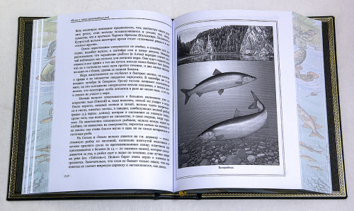 Подарочный набор "Рыбацкий" в кейсе (55х47х11 см.)-книга Сабанеева "Рыбы России" в кожаной обложке,6 стопок из латуни с мельхиоровыми ножками, шильд латунный "Заповеди рыбака", кейс деревянный, кожа, бархат фото 7 Подарочный набор "Рыбацкий" в кейсе (55х47х11 см.)-книга Сабанеева "Рыбы России" в кожаной обложке,6 стопок из латуни с мельхиоровыми ножками, шильд латунный "Заповеди рыбака", кейс деревянный, кожа, бархат фото 7